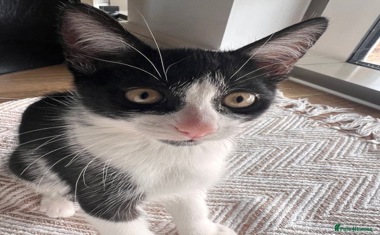 Domestic Shorthair cats - Advert 4