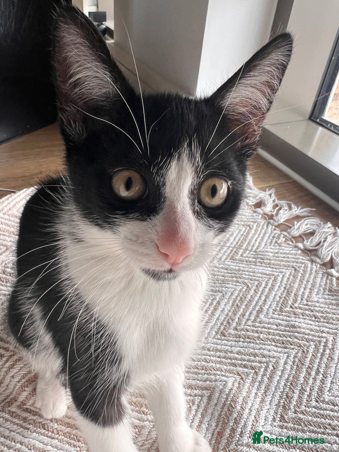 Domestic Shorthair cats for sale: Lovely kitten looking for new home  - Image 2