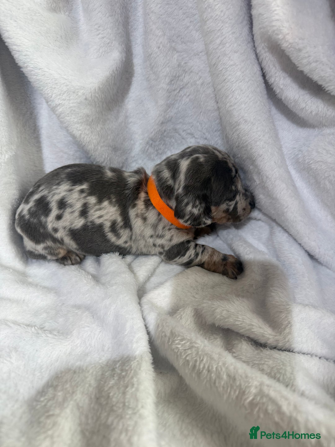Dachshund dogs for sale: 4 dachshund puppies all females - Advert 9