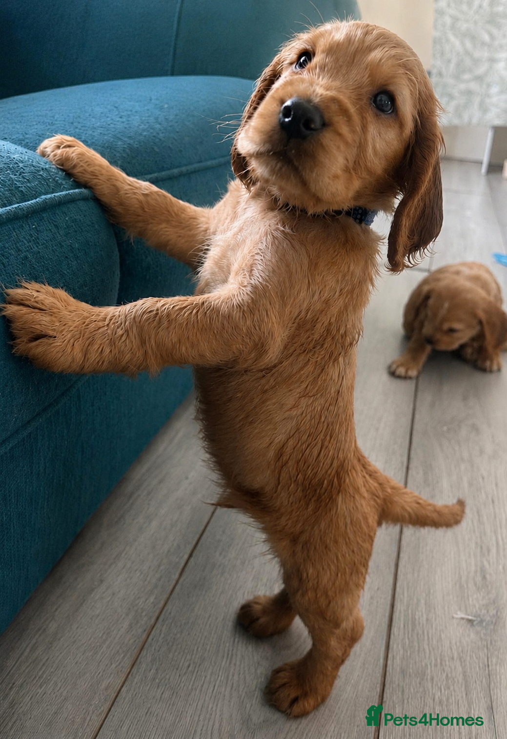 Cocker Spaniel dogs Final 3 KC Golden Show Cocker Spaniel Boy Puppies - Advert 1