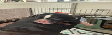 Shih Tzu 2