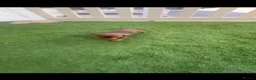 Dachshund dogs for sale: Dachshund in Pontefract - Advert 4