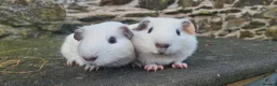 Guinea Pig rodents for sale: Male smooth haired guinea pigs - Advert 9