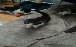 Domestic Shorthair cats for sale: 5 short/fluffy domestic kittens  - Image 6