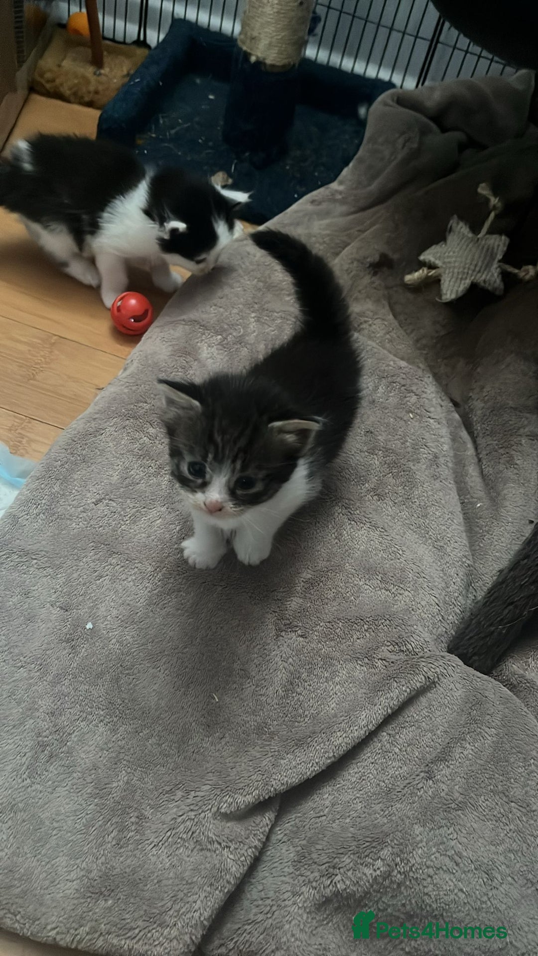 Domestic Shorthair cats for sale: 5 short/fluffy domestic kittens  - Image 6