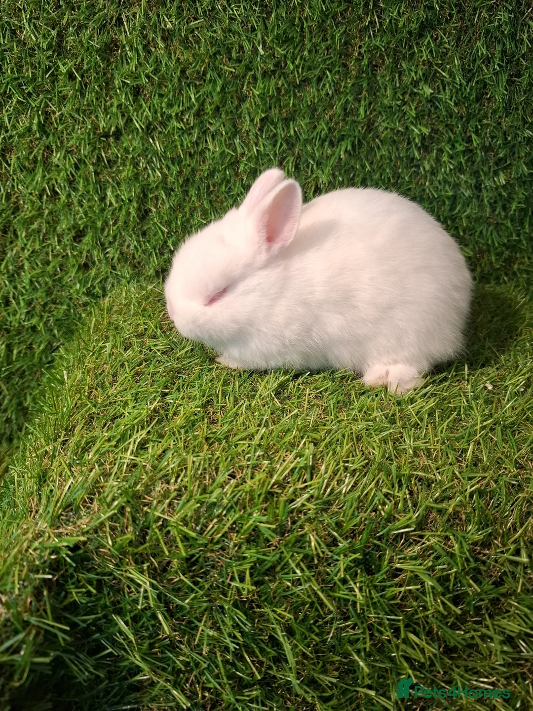 Netherland Dwarf rabbits for sale: NETHERLAND DWARF - Advert 3