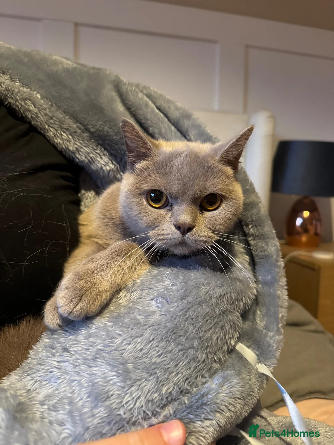 British Shorthair cats for sale: British shorthair lilac female  - Advert 2