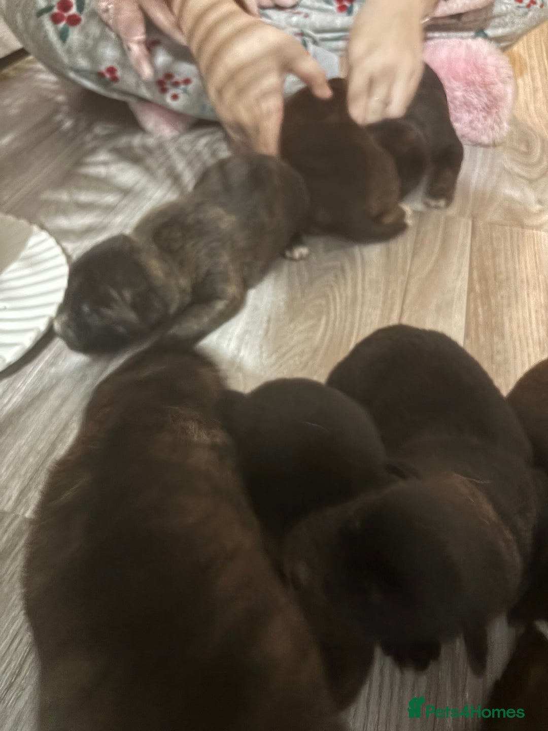 Mixed Breed dogs for sale: Cane corso x Akita  - Advert 6