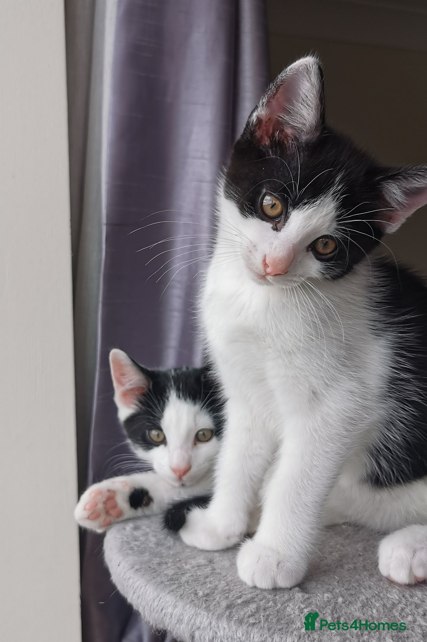 Mixed Breed cats for sale: Gorgeous, sweet natured & very playful kittens in London - Advert 4