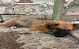 Mixed Breed dogs for adoption: Norris  - Image 2