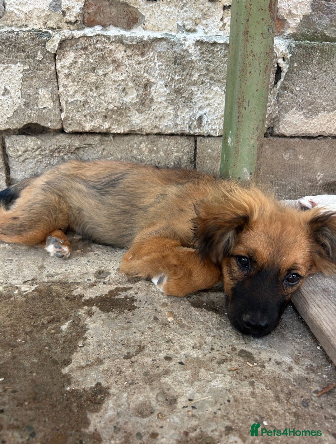 Mixed Breed dogs for adoption: Norris  - Image 2