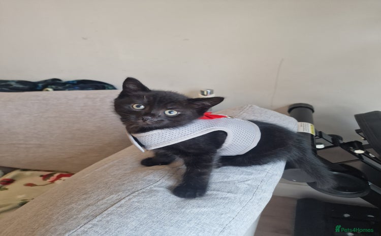 British Shorthair cats - Advert 10