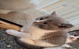 RagaMuffin cats for sale: 3 grey and white female kittens  - Image 19