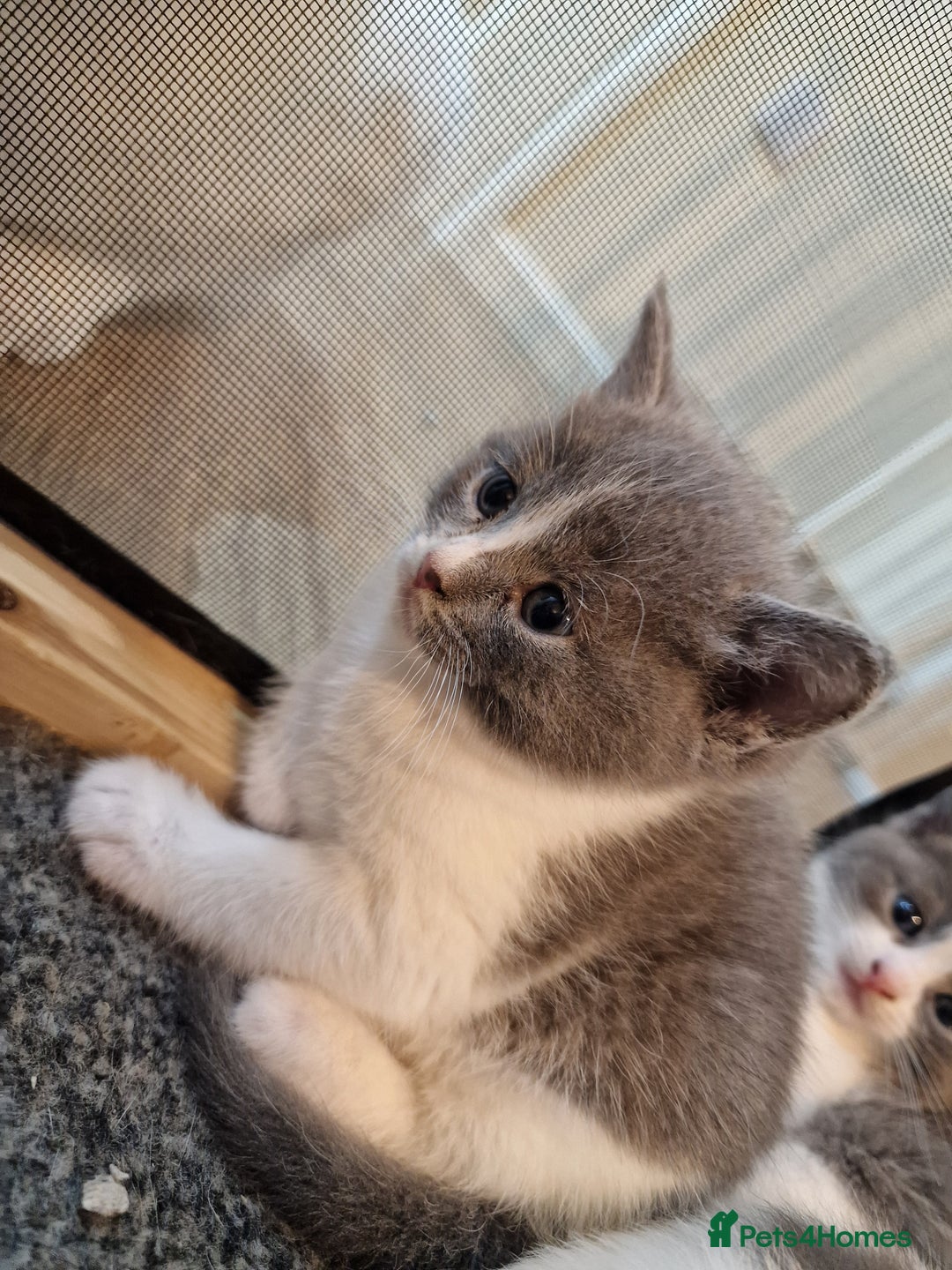 RagaMuffin cats for sale: 3 grey and white female kittens  - Image 19