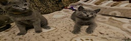 Russian Blue cats for sale: **TICA full pedigree Russian Blue kittens - Advert 16
