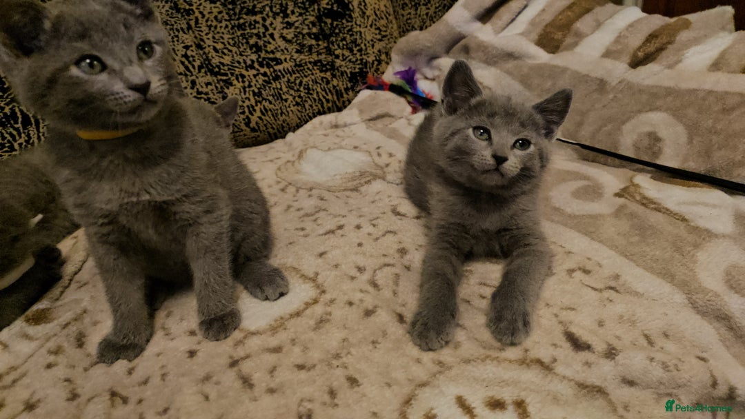 Russian Blue cats for sale: **TICA full pedigree Russian Blue kittens - Advert 16
