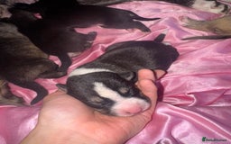 Mixed Breed dogs for sale: Stuffy puppies for sale  - Image 9
