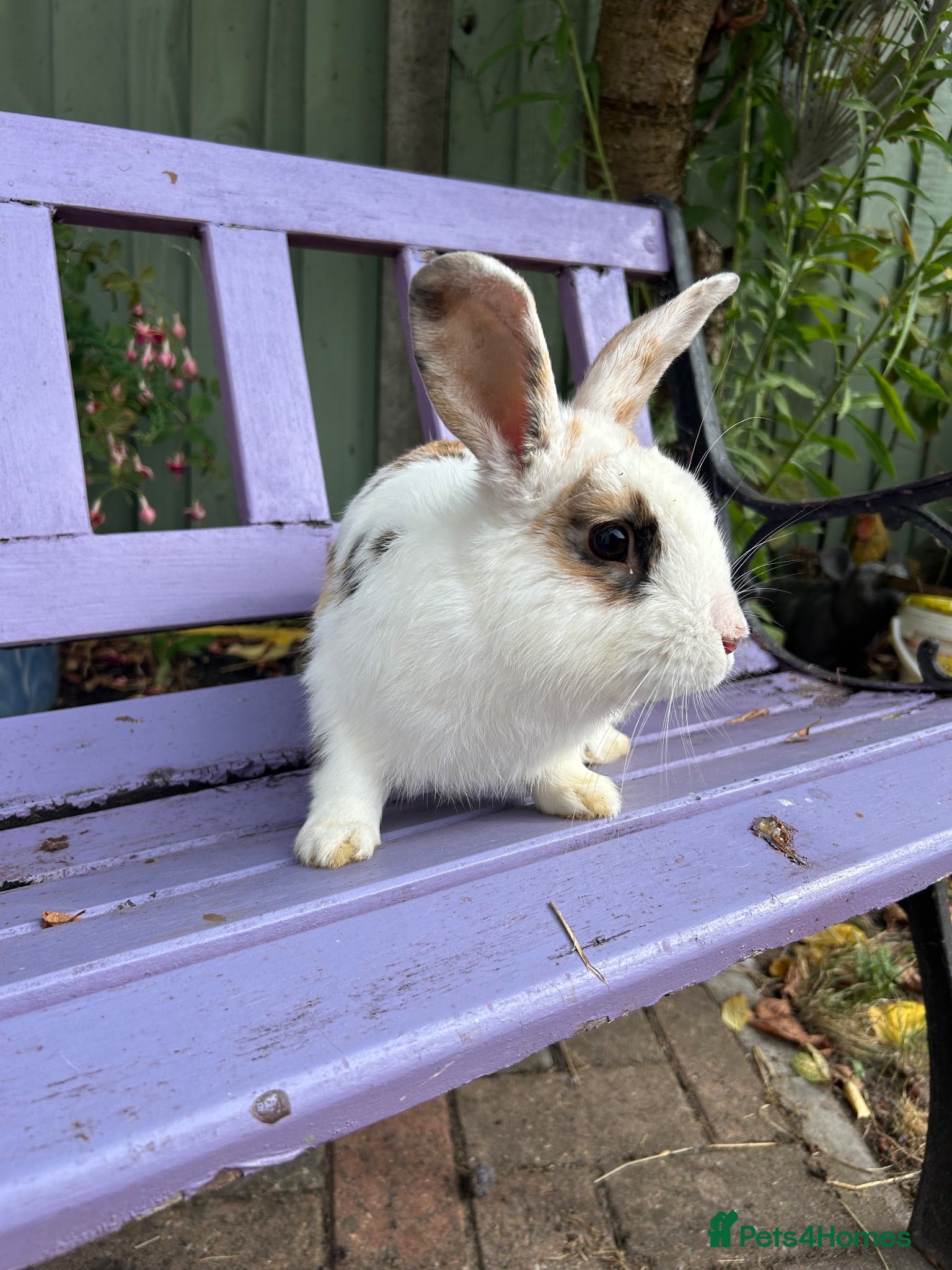 Mixed Breed rabbits Rabbits - Advert 1