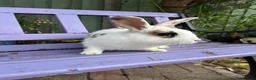 Mixed Breed rabbits for sale: Rabbits - Advert 1