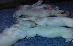 Maltipoo dogs for sale: F1 tiny adorable maltipoo  - Image 1