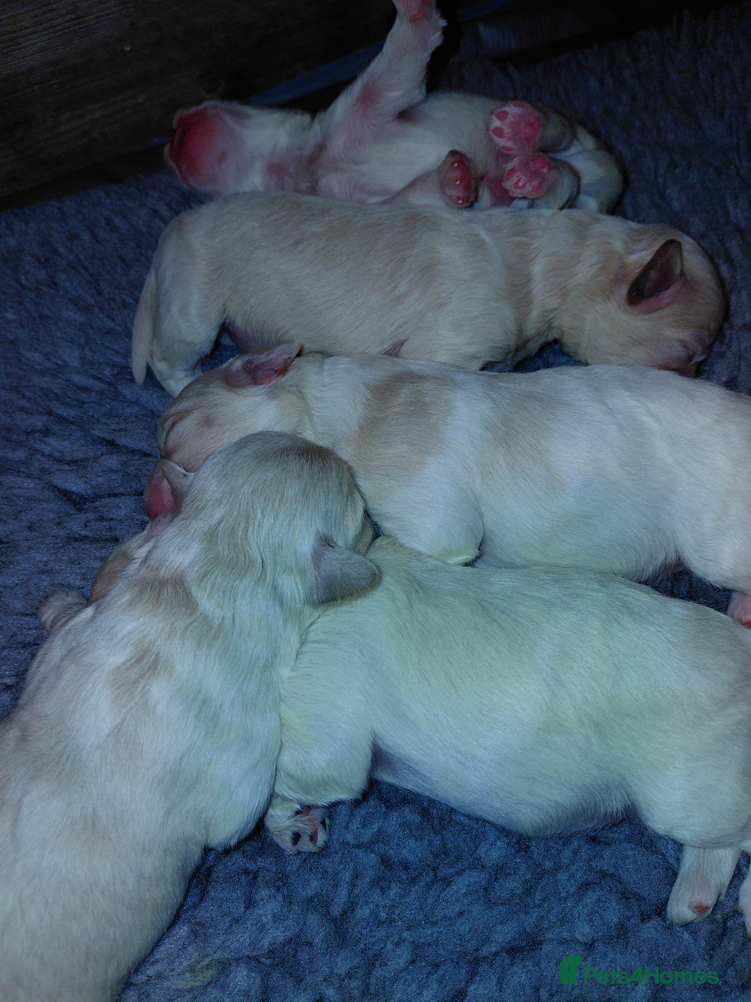 Maltipoo dogs for sale: F1 tiny adorable maltipoo  - Image 1