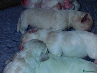 Maltipoo dogs - Advert 1