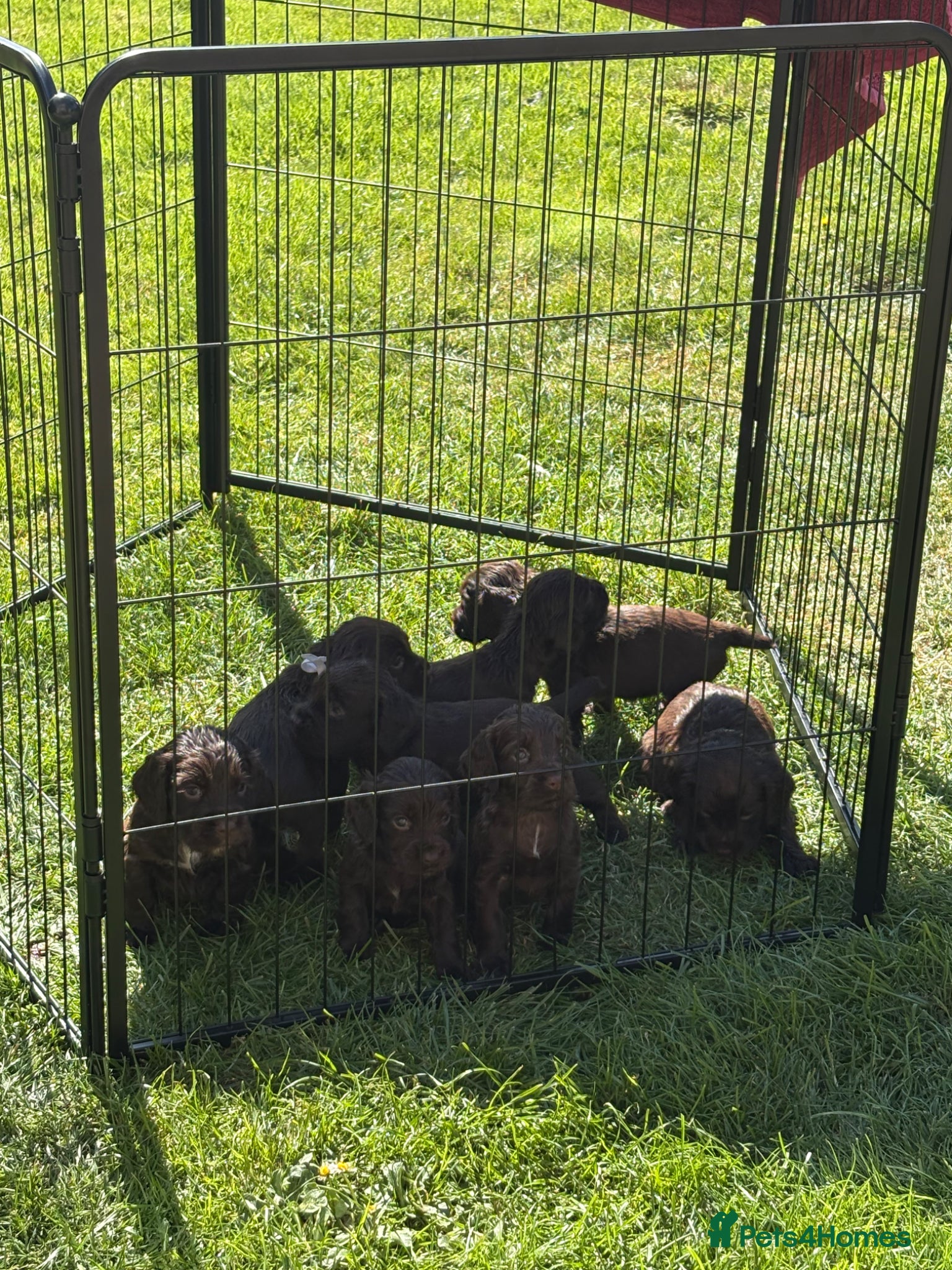 Cocker Spaniel dogs Kc registered working cocker spaniels  - Advert 4