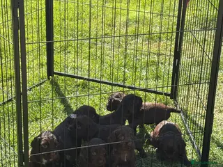 Cocker Spaniel dogs Kc registered working cocker spaniels - Advert 1