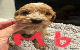 Mixed Breed dogs for sale: Cocker Spaniel x Cavapoo puppies available  - Image 9