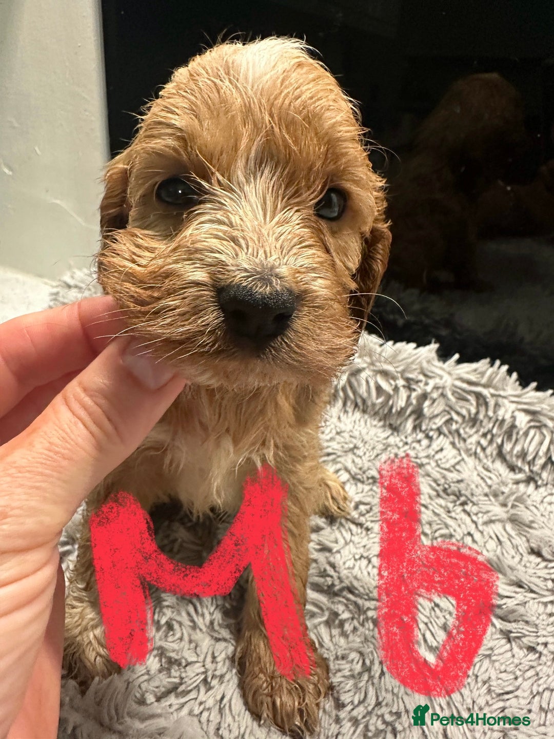 Mixed Breed dogs for sale: Cocker Spaniel x Cavapoo puppies available  - Image 9