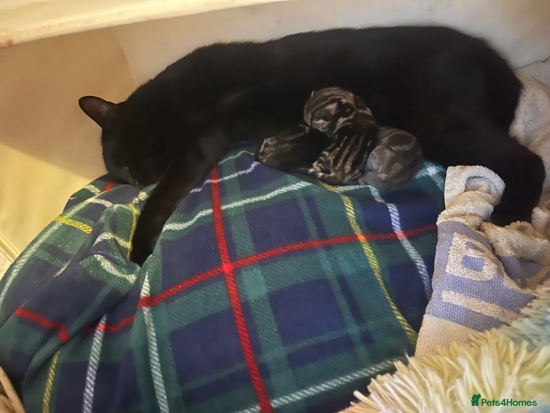 Mixed Breed cats for sale: Amber Bengal X shorthaired Black kittens in Cambridge - Advert 33