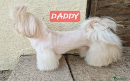 Shih Tzu dogs for sale: KC IMPERIAL SHISH TZU - Image 12