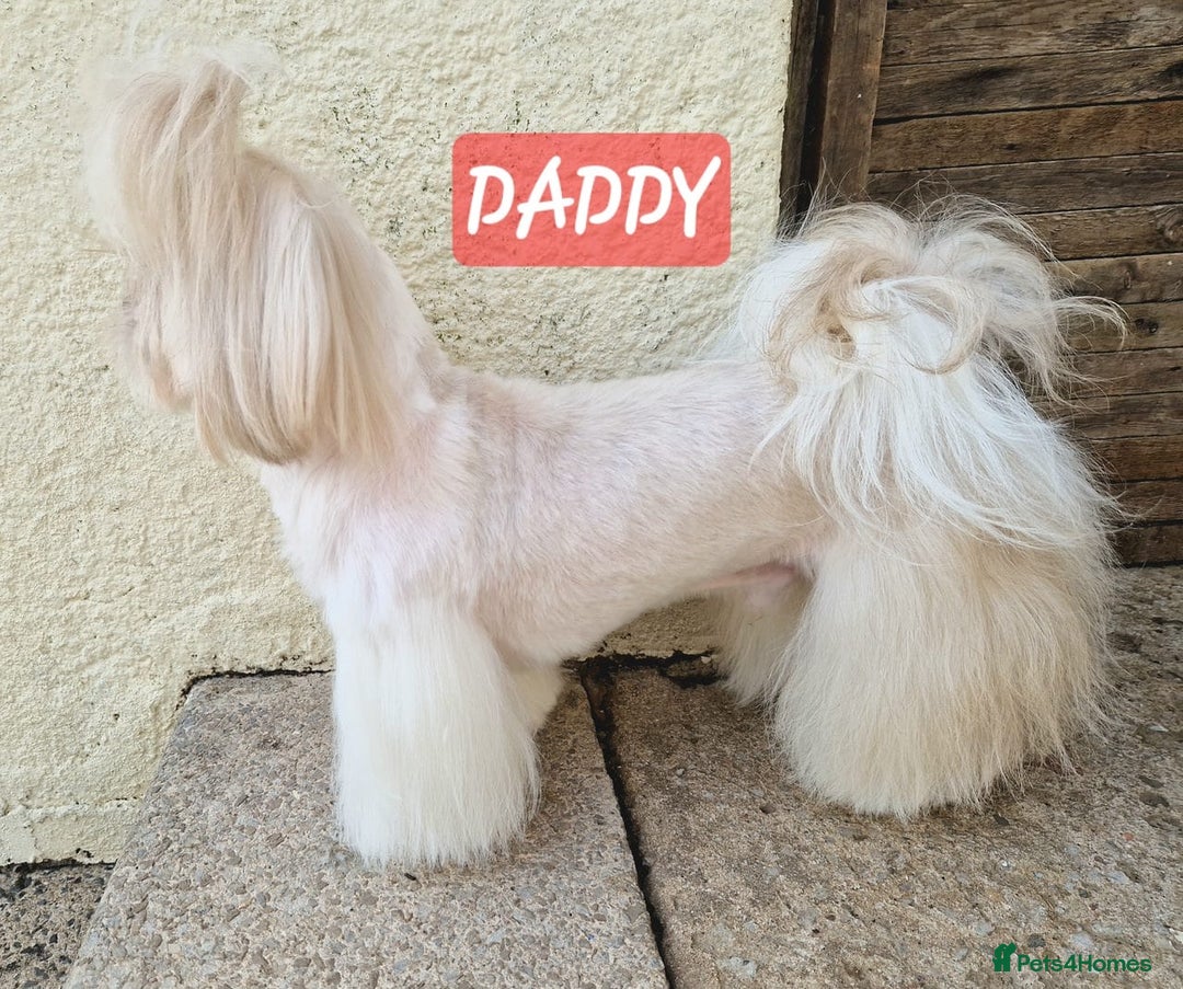 Shih Tzu dogs for sale: KC IMPERIAL SHISH TZU - Image 12