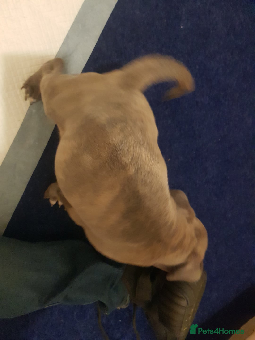 Staffordshire Bull Terrier dogs for sale: Bryan - Image 2