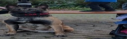 Belgian Shepherd Dog dogs for sale: Beautiful Belgian Malinois  - Advert 2