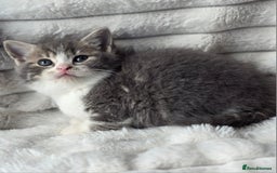 British Shorthair cats for sale: Gorgeous British Short-hair cross Kittens  - Image 20