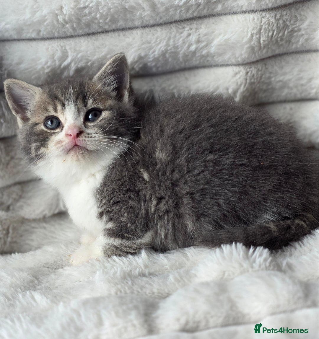 British Shorthair cats for sale: Gorgeous British Short-hair cross Kittens  - Image 20