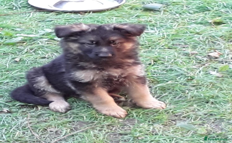 German Shepherd dogs - Advert 4