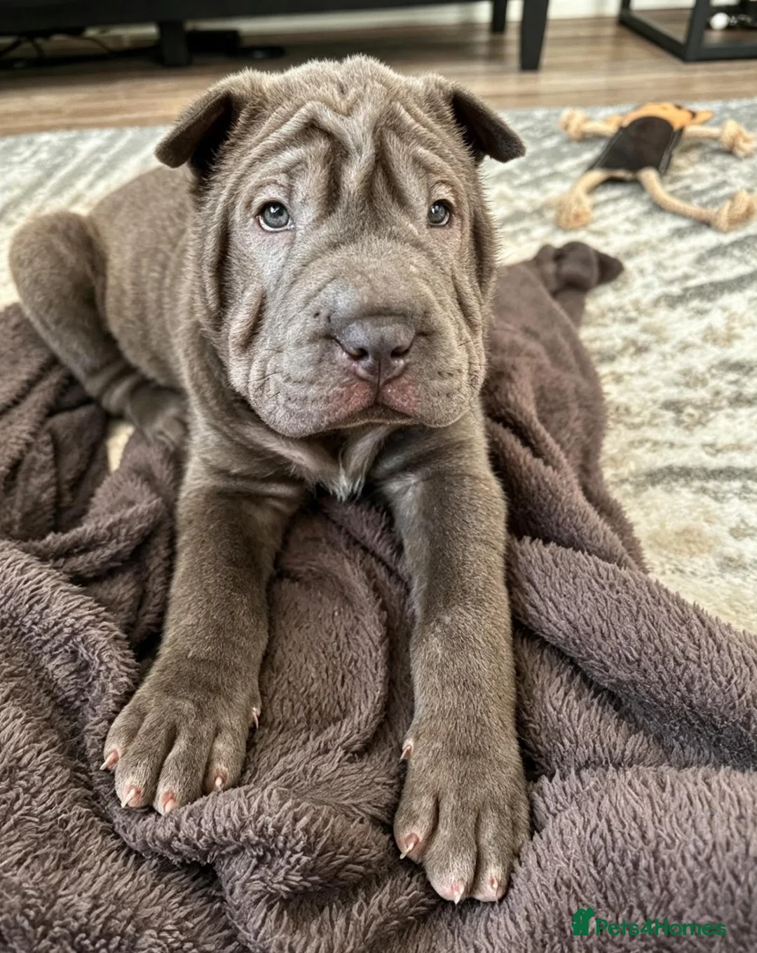Shar Pei dogs for sale: Shar-Pei Puppies in Bradford - Advert 2