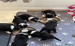 Border Collie dogs for sale: Border collie puppies  - Image 1