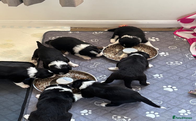 Border Collie dogs - Advert 9