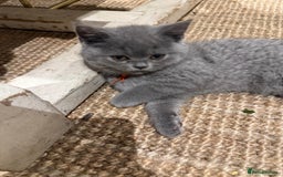 British Shorthair cats for sale: GCCF British Blue Kittens - Ready for  **   **  - Image 6