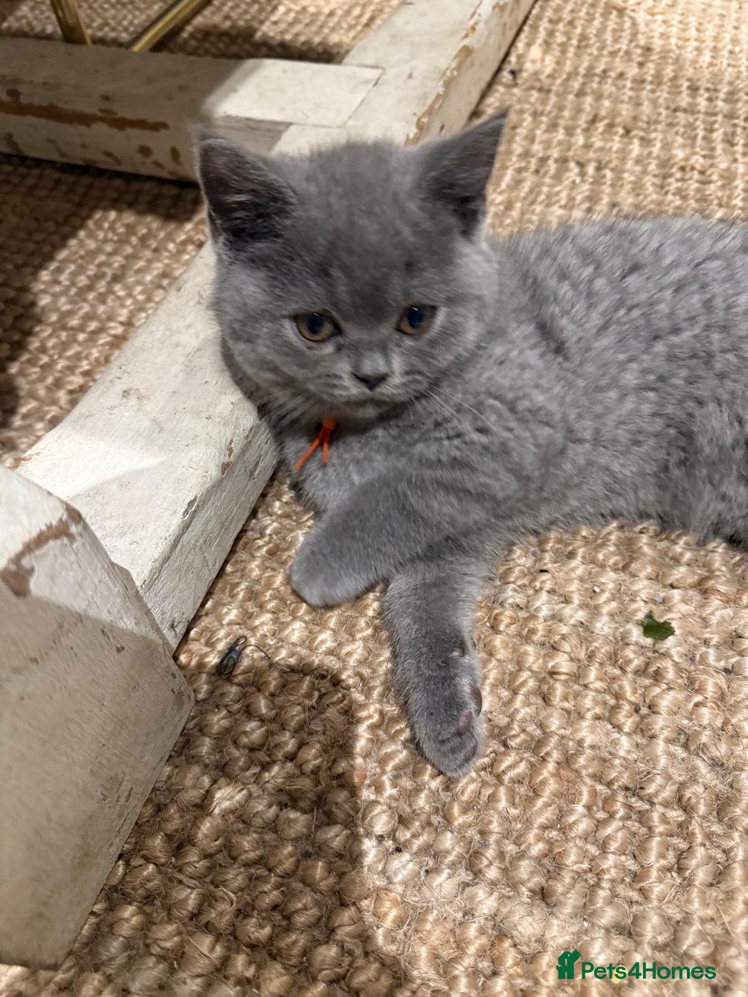 British Shorthair cats for sale: GCCF British Blue Kittens - Ready for  **   **  - Image 6