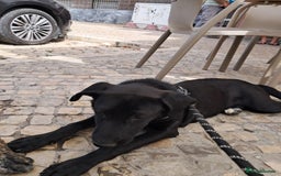 Mixed Breed dogs for adoption: Lovely Leah - Image 7