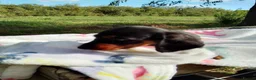 Doxiepoo dogs for sale: Daxiepoos 5 gorgeous pups  in Sturminster Newton - Advert 10
