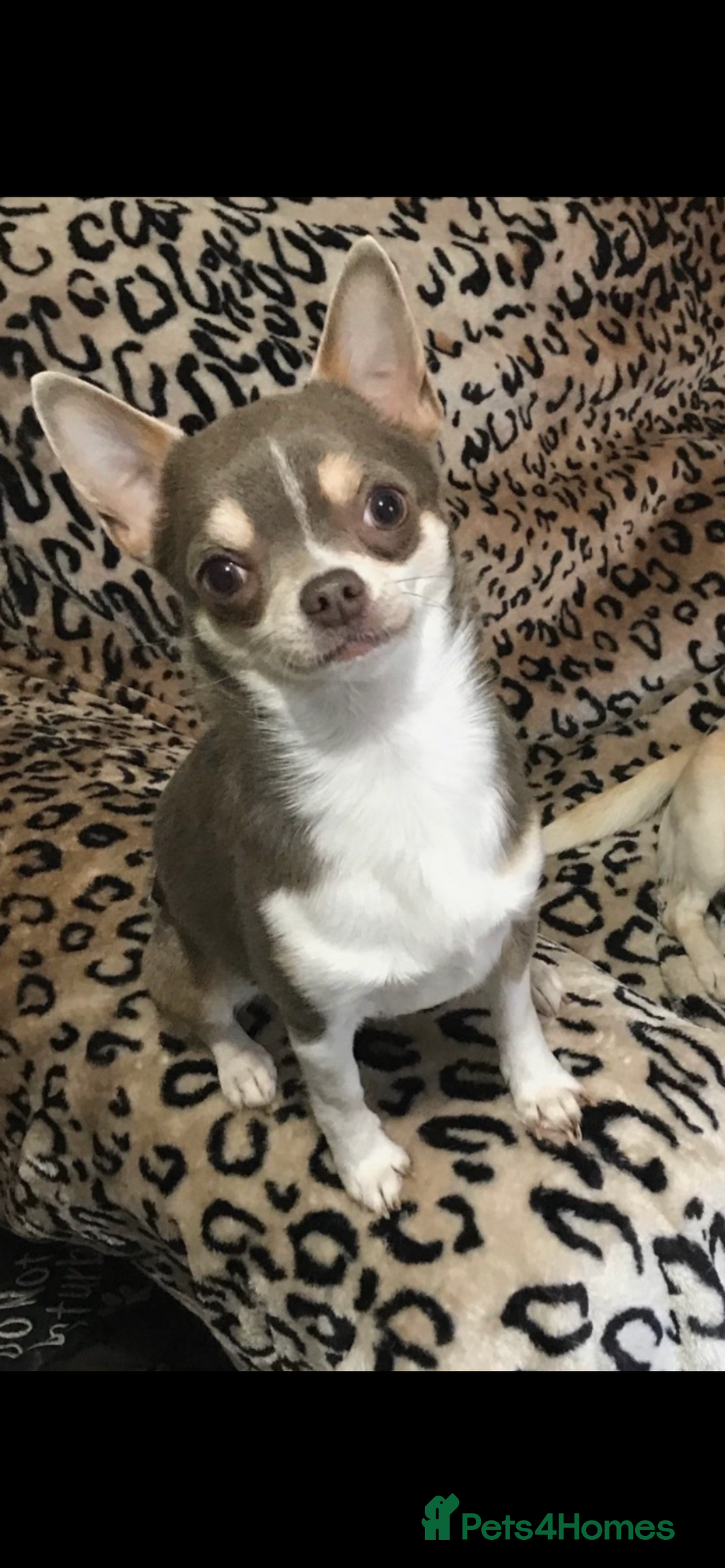 Chihuahua dogs for sale: Adorable chihuahuas  - Advert 7