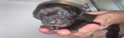Cane Corso dogs for sale: Beautiful litter of cane corso  - Advert 15