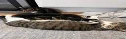 Mixed Breed cats for sale: Kittens for sale - Advert 2