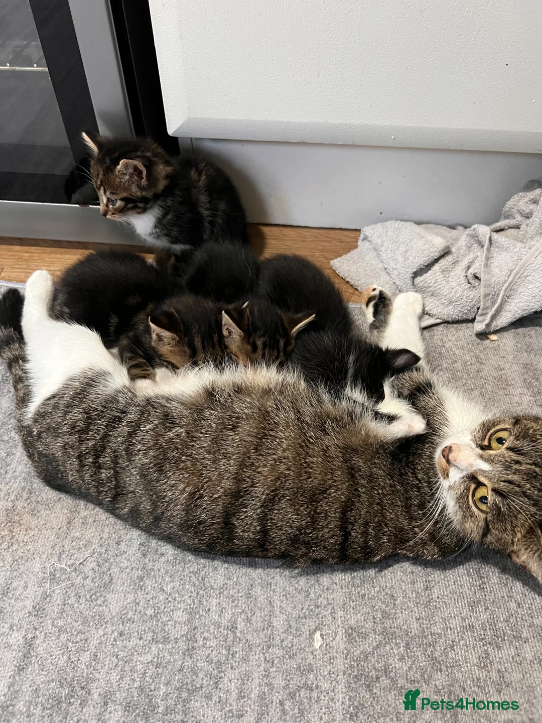 Mixed Breed cats for sale: Kittens for sale - Advert 2