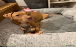 Staffordshire Bull Terrier dogs for sale: Staffordshire bull terrier for sale  - Image 4